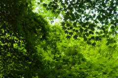 夏のグラデーション