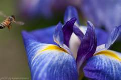 菖蒲