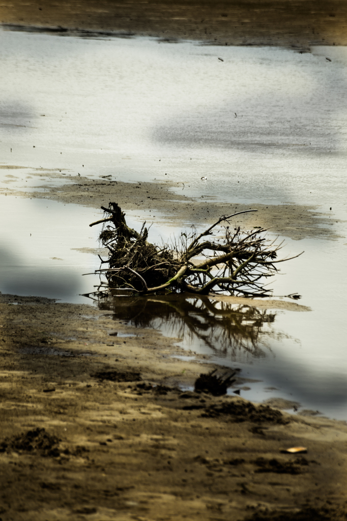 Dead tree but he still alives