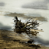 Dead tree but he still alives