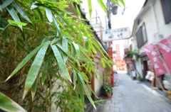若竹