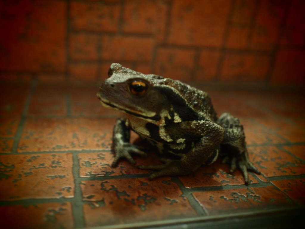 蛙