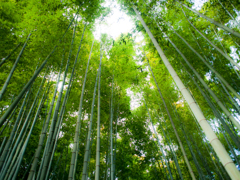 報国寺　竹林