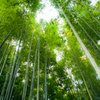 報国寺　竹林