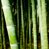 報国寺　竹林