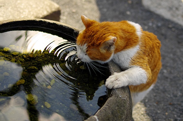 ★ねこの水飲み★