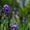★これ何て花？★