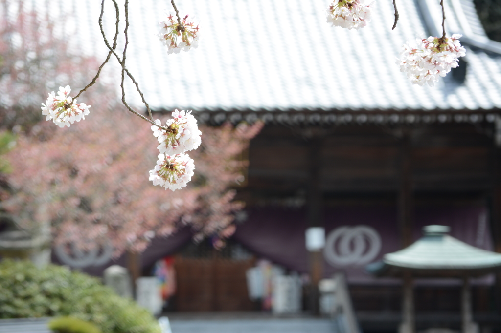 四国八十八ヵ所　第五十番札所・繁多寺2