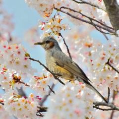 サクラ　トリ