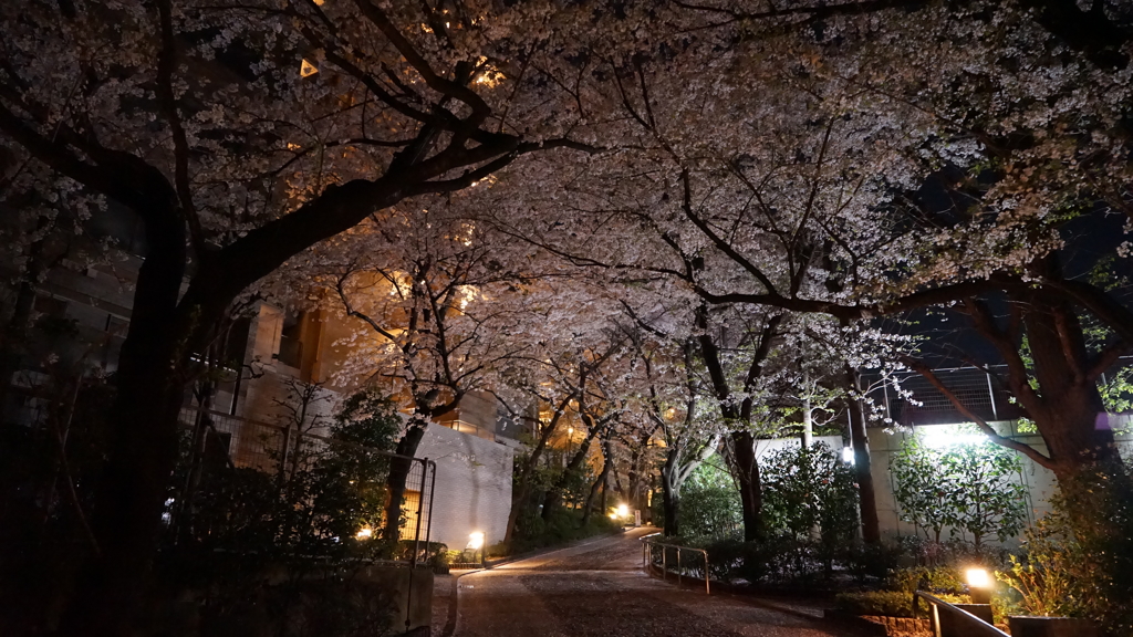 近所の夜桜