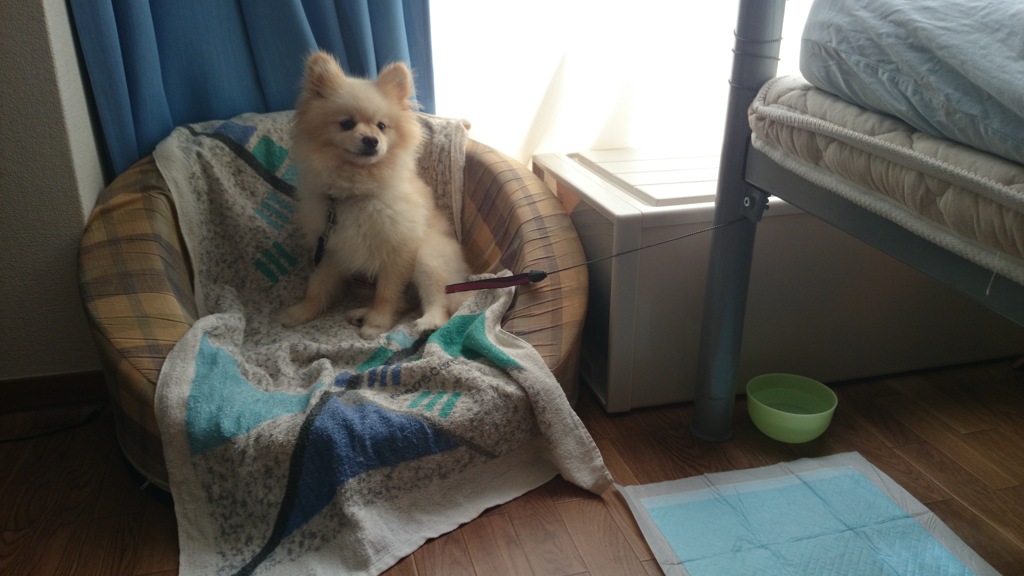 Xperia Z1 ポメラニアンのポメちゃん