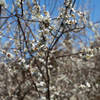 花見山3