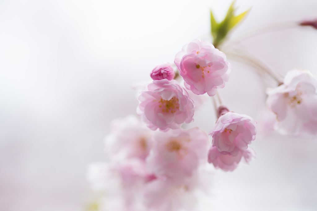 Peach blossom