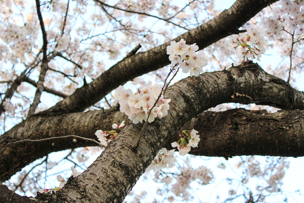 桜咲く