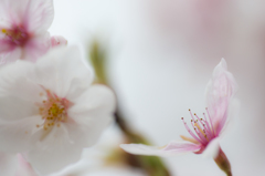 The profile of cherry blossoms.