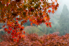 雨中の紅葉