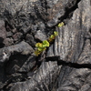 Big Island