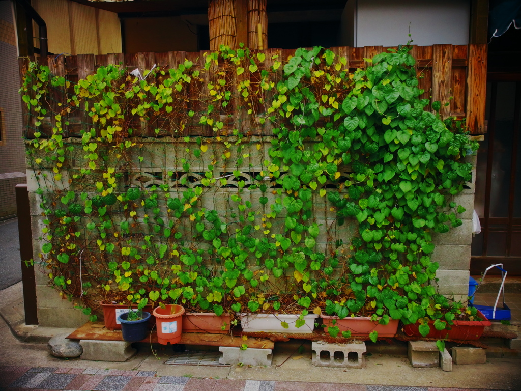 Wall