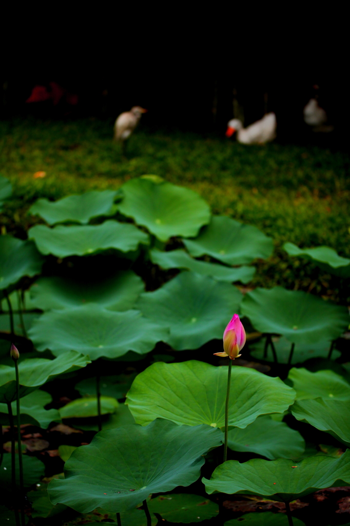 Lotus 