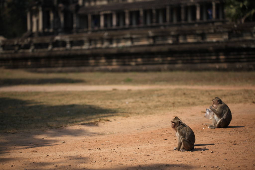 Angkor Wat 猿