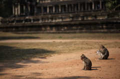 Angkor Wat 猿