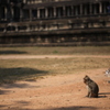 Angkor Wat 猿