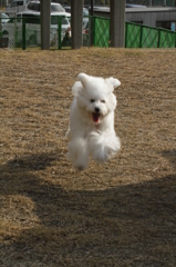りんりん
