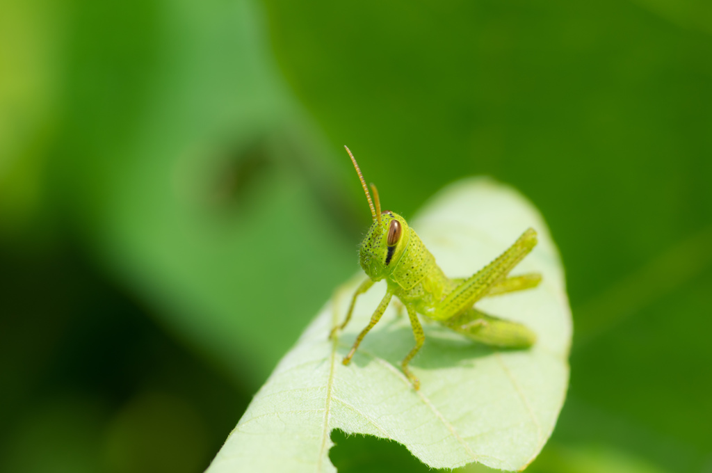おすわり。