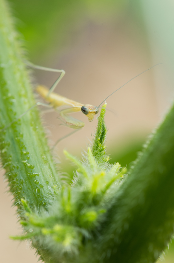 子カマキリ。