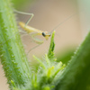 子カマキリ。
