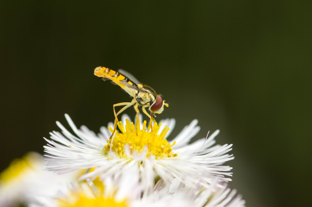 意外と毛深いのねぇ。