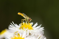 意外と毛深いのねぇ。