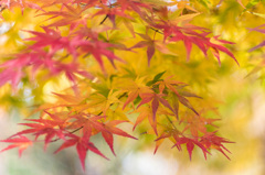 緑、黄、紅。