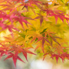 緑、黄、紅。