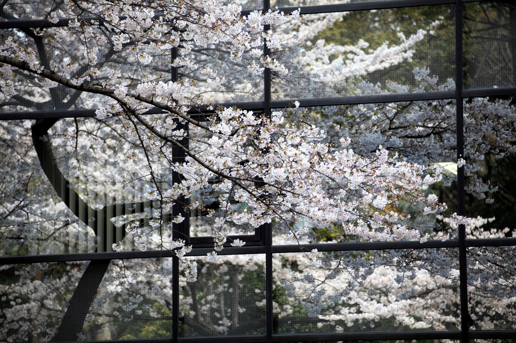 靖国の桜