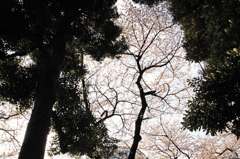 Cherry blossoms in full bloom