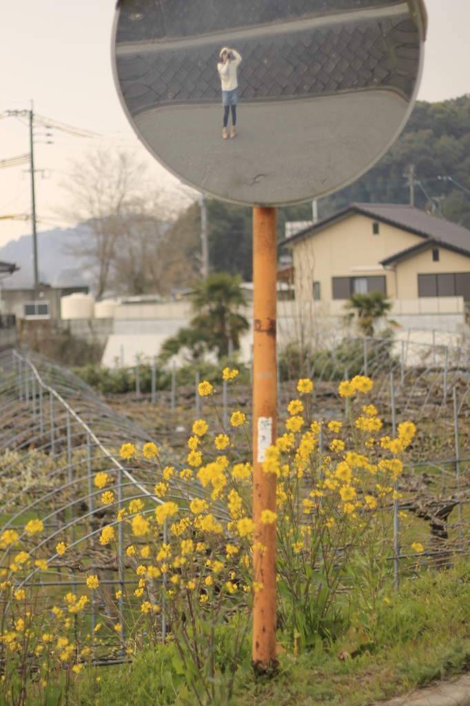 菜の花と私