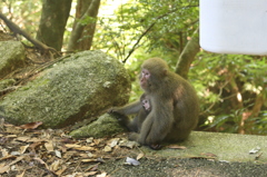 屋久島にて