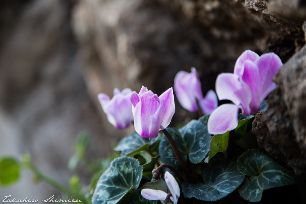 Wall Flower 