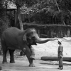 ゾウ