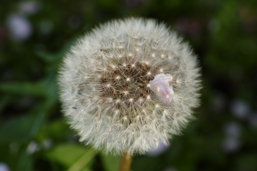 花見サイクリング 5