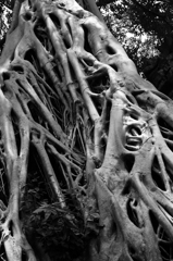 colorless