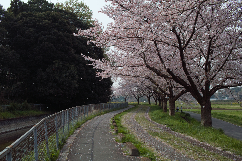 花見サイクリング 1