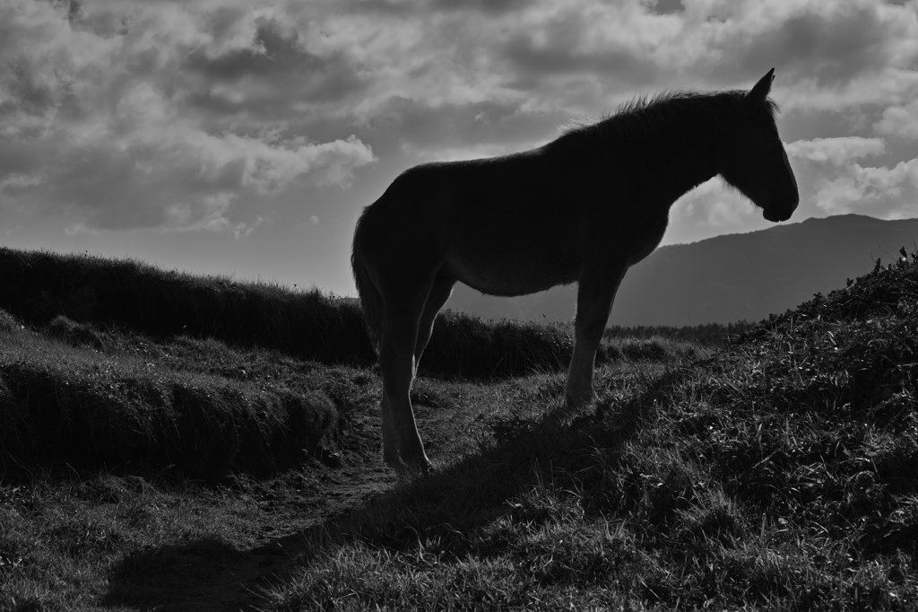 colorless