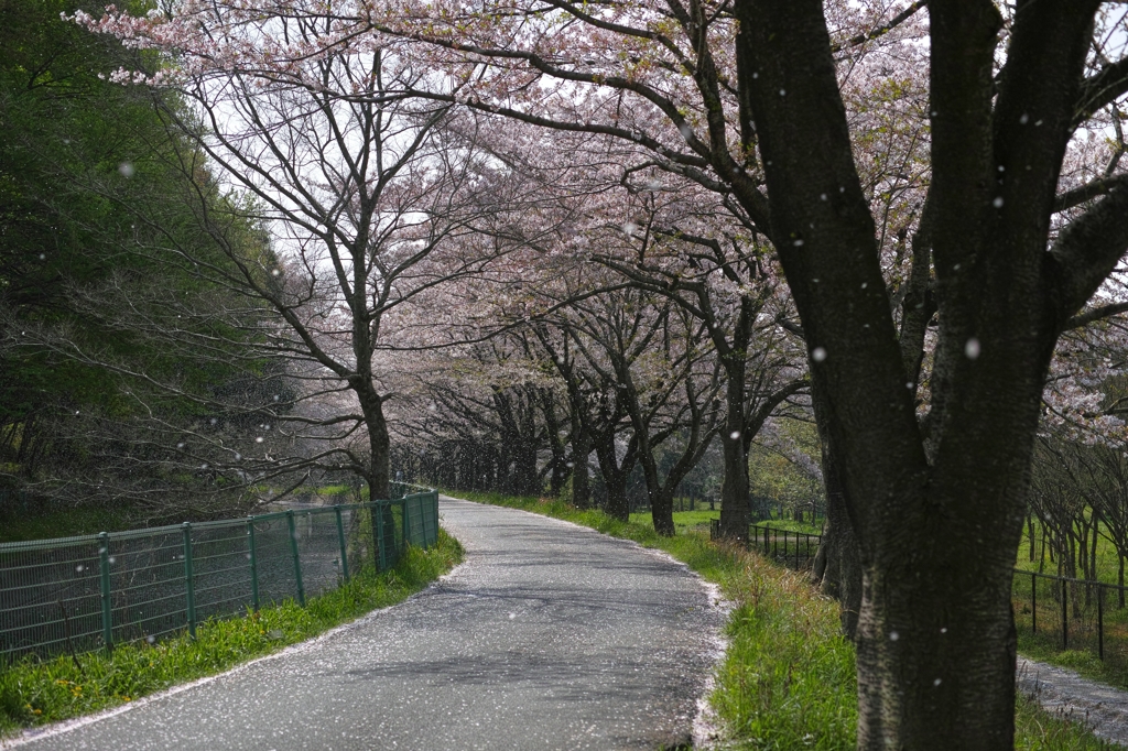 花見サイクリング 3