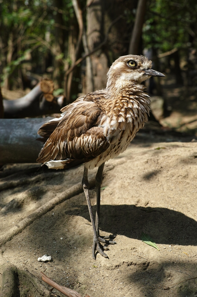 オーストラリアイシチドリ 3