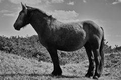 colorless