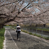 花見サイクリング 6