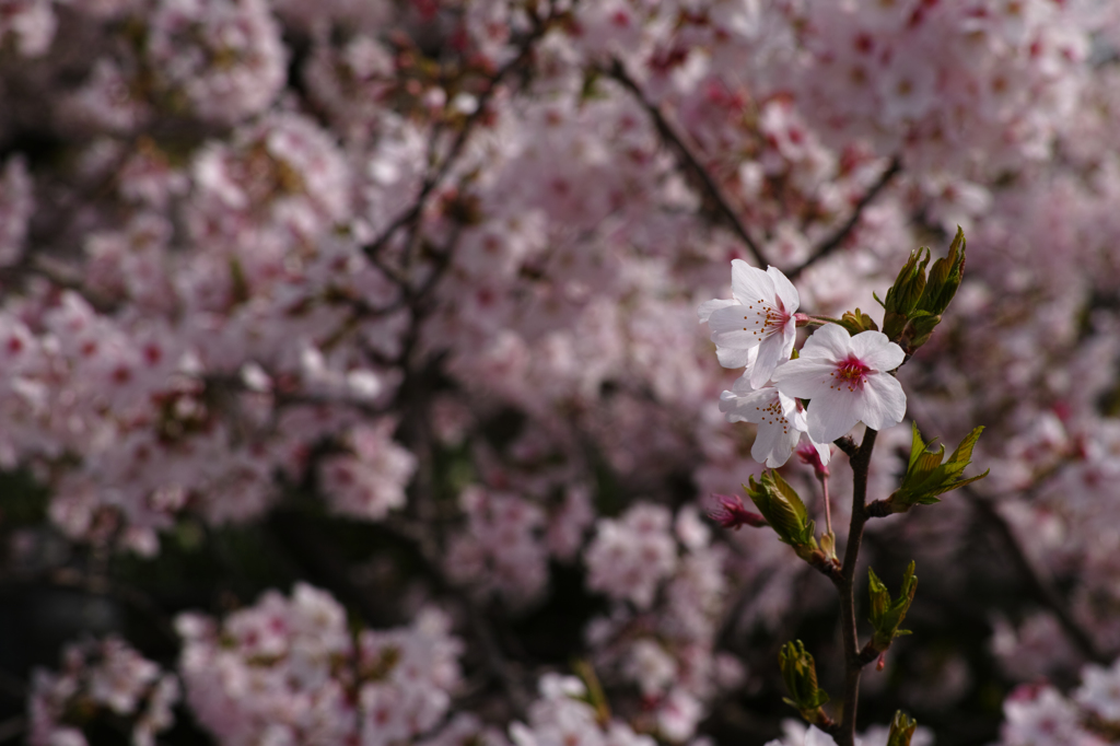 花見サイクリング 4