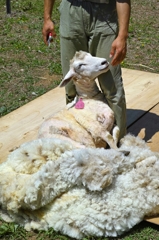 羊の毛刈り 3（高原牧場）